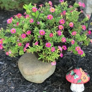 Meet your Posher, Vivi